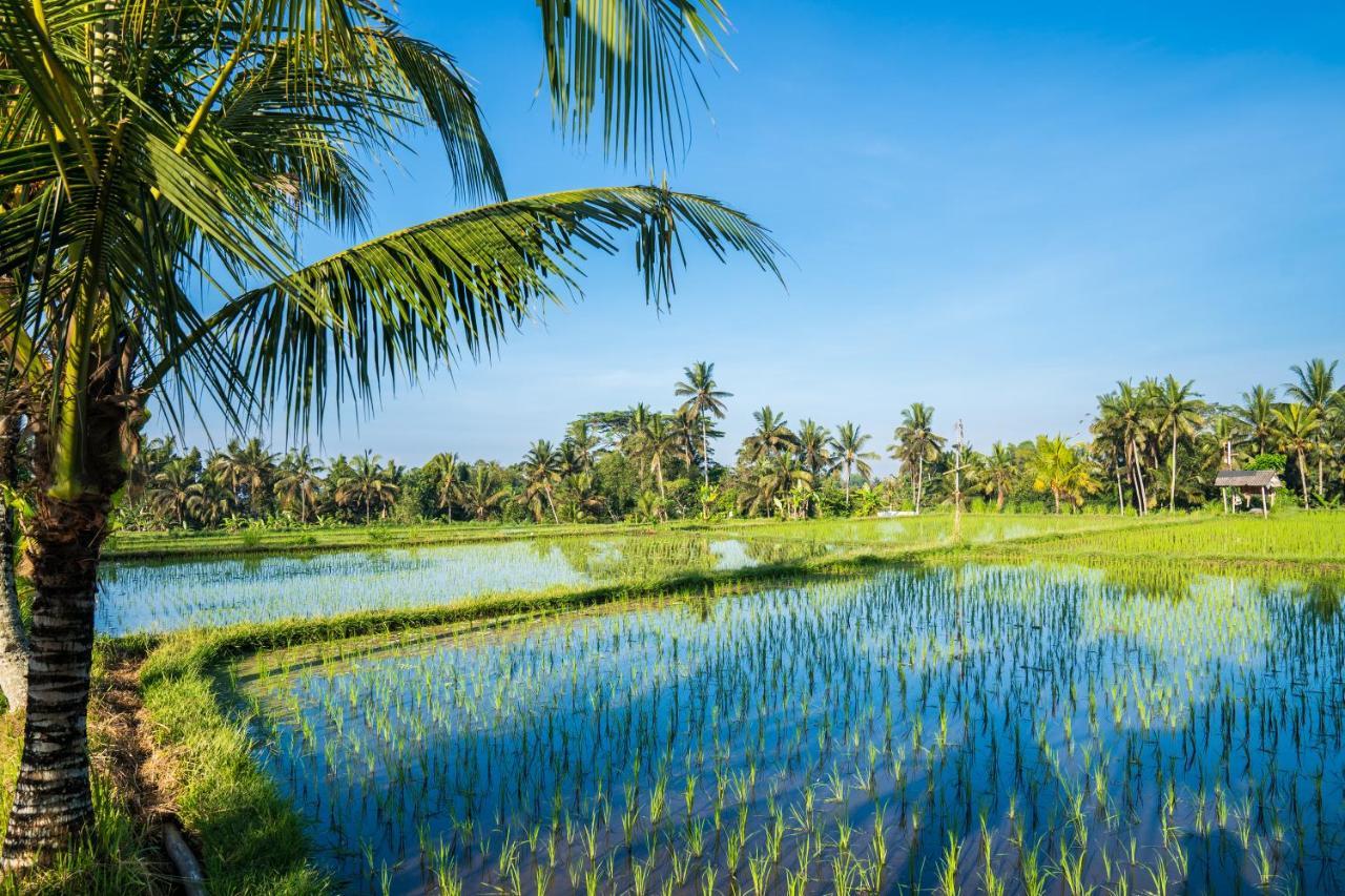 Buddha Homestay Ubud  Ngoại thất bức ảnh
